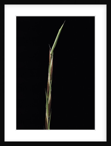 Shibataea kumasaca (ruscus-leaved bamboo) - shoot by Anonymous