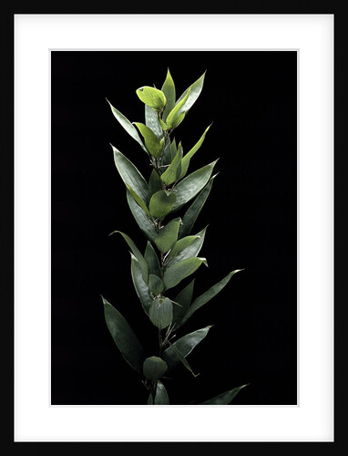 Shibataea kumasaca (ruscus-leaved bamboo) by Anonymous