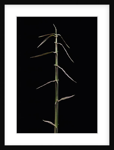 Sinobambusa rubroligula (bamboo) - shoot by Anonymous