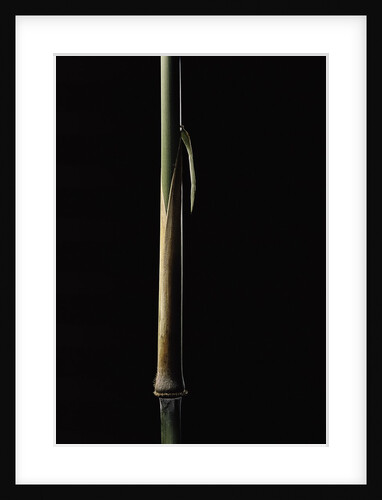 Sinobambusa tootsik (Chinese temple bamboo) - young culm by Anonymous