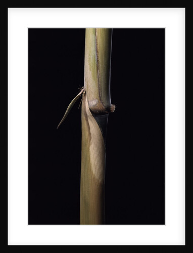 Sinobambusa tootsik (Chinese temple bamboo) - young culm by Anonymous