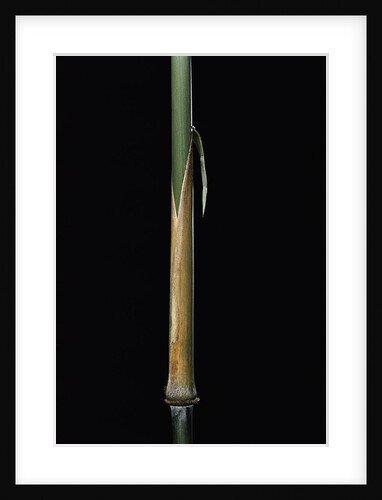 Sinobambusa tootsik (Chinese temple bamboo) - young culm by Anonymous