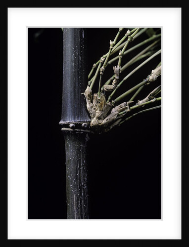 Bambusa tuldoides (punting pole bamboo) by Anonymous
