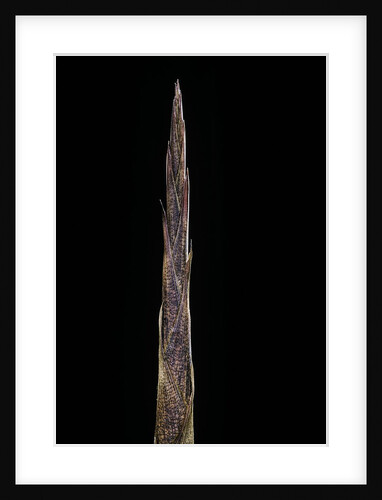Bambusa tuldoides (punting pole bamboo) - shoot by Anonymous