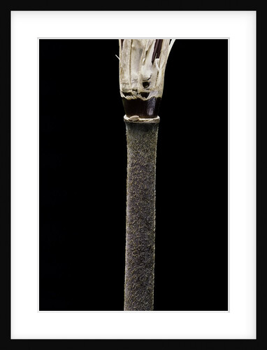 Yushania maling (Maling bamboo) by Anonymous