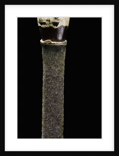 Yushania maling (Maling bamboo) by Anonymous