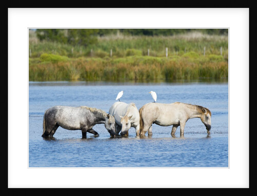 Camargue wild horses by Anonymous