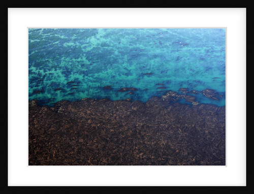 Aerial view of Seaweed in the Pacific Ocean in Isla Vista, California by Anonymous