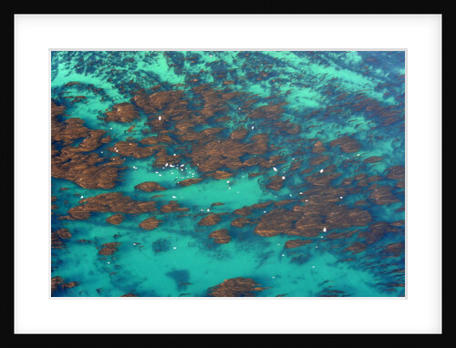 Aerial view of Seaweed and birds in the Pacific Ocean in Santa Barbara, California by Anonymous