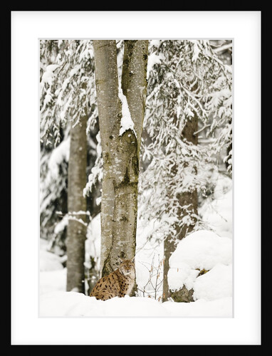 Lynx (Lynx Lynx) in the forest under an intense snowfall, Bayerischer Wald National Park,Germany by Anonymous
