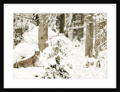 Linx (Lynx Lynx) in the forest under an intense snowfall,Bayerischer Wald National Park,Germany by Anonymous