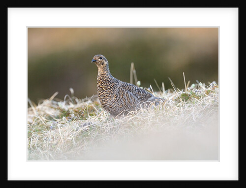 The female of Black Grouse overlooking the lek, Alpi Carniche, Friuli-Venezia Giulia, Carnia, It by Anonymous