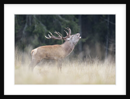 Rutting deer, Alpi Carniche, Friuli-Venezia Giulia, Carnia, Italy, Italia by Anonymous