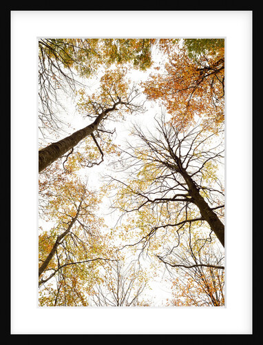Wood takes on the warm colors of autumn, Prealpi Carniche , friuli Friuli-Venezia Giulia, Carnia by Anonymous