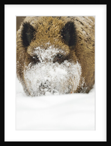 Wild boar (Sus scrofa) portrait in the snow, Bayerischer Wald National Park, Germania, Germany by Anonymous