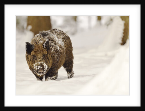 Wild boar (Sus scrofa) in the snow, Bayerischer Wald National Park, Germania, Germany by Anonymous