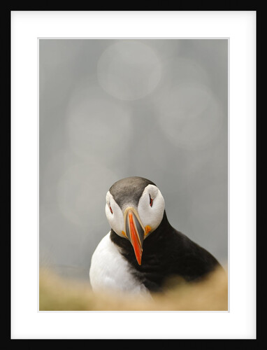 The cute and colorful Puffins crowd the cliffs of Latrabjarg, Latrabjarg , Iceland, Islanda by Anonymous