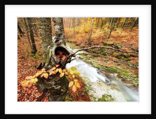 The wood takes on the warm colors of autumn, Prealpi Carniche , friuli Friuli-Venezia Giulia, Carnia by Anonymous