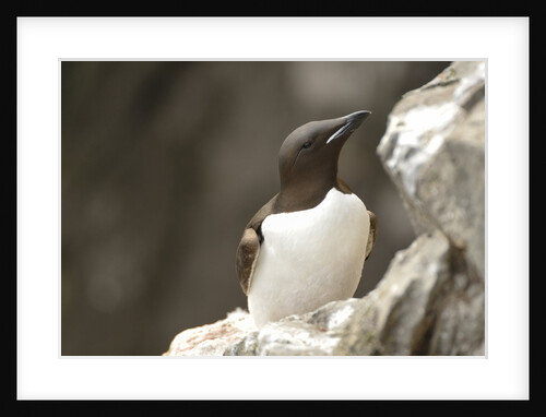 the elegance guillemot crowd the cliffs of Latrabjarg, Latrabjarg , Iceland, Islanda by Anonymous