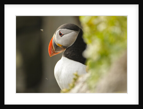 the cute and colorful Puffins crowd the cliffs of Latrabjarg, Latrabjarg , Iceland, Islanda by Anonymous