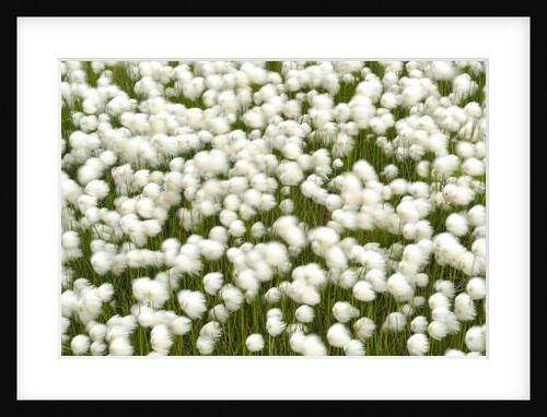 the with cotton grass covers entire fields of wet,Iceland, Islanda by Anonymous