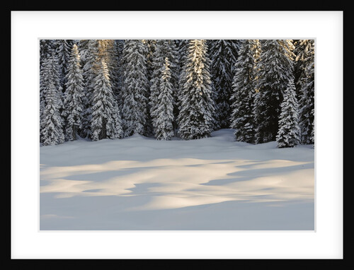 The forest rests under the blanchet of snow, Alpi Carniche , Friuli-Venezia Giulia, Carnia , E by Anonymous