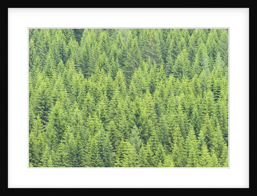 The arrival of spring shine the green shoots of fir trees, Alpi Carniche , Friuli-Venezia Giulia by Anonymous