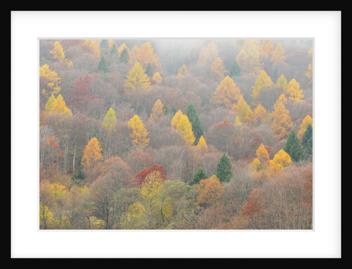 The mixed forest in autumn wears his best dress, Alpi Carniche , Friuli-Venezia Giulia, Carnia by Anonymous