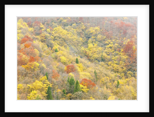 The mixed forest in autumn wears his best dress, Alpi Carniche , Friuli-Venezia Giulia, Carnia by Anonymous