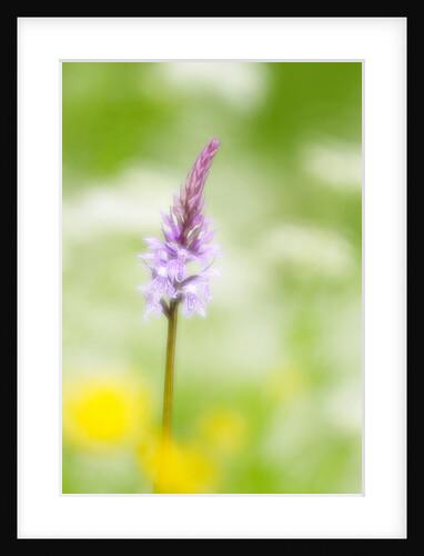 The delicate orchid, Val d'Arzino , Friuli-Venezia Giulia, Carnia , Europe, Italy, Europa Itali by Anonymous