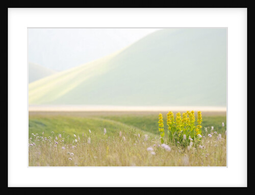 The spontaneous flowering makes plans Castellucio Norcia a show not to be missed, Parco Nazionale Mo by Anonymous