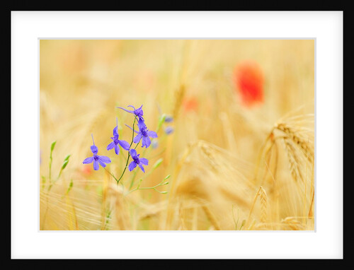 The spontaneous flowering makes plans Castellucio Norcia a show not to be missed, Parco Nazionale Mo by Anonymous