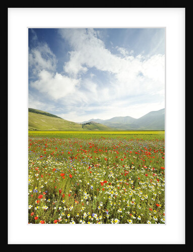 The spontaneous flowering makes plans Castellucio Norcia a show not to be missed, Parco Nazionale Mo by Anonymous