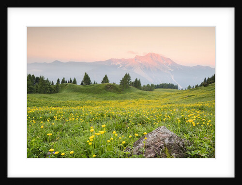 The mount Bivera emerges dawn behind a spectacular bloom of yellow buttercups, Alpi Carniche , Friu by Anonymous
