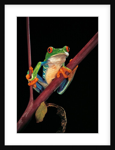 Agalychnis callidryas (red-eyed treefrog ) by Anonymous