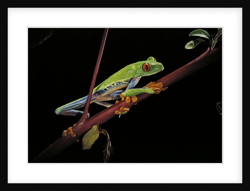 Agalychnis callidryas (red-eyed treefrog) by Anonymous