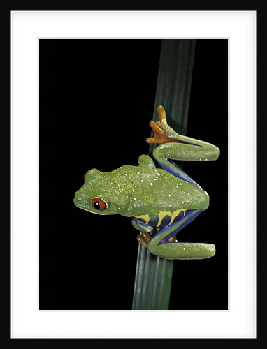 Agalychnis callidryas (red-eyed treefrog) by Anonymous