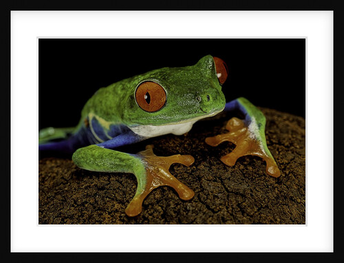 Agalychnis callidryas (red-eyed treefrog) by Anonymous