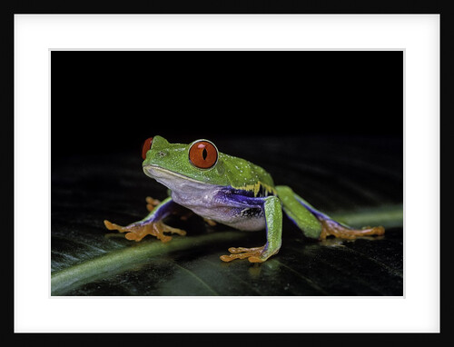 Agalychnis callidryas (red-eyed treefrog) by Anonymous