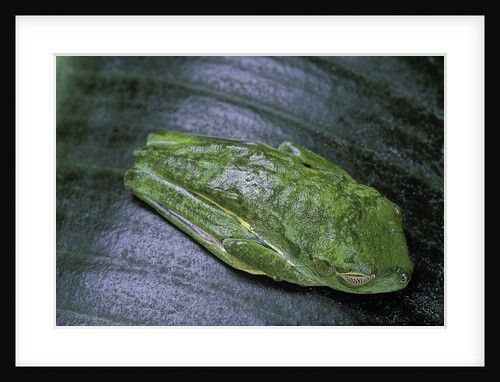 Agalychnis callidryas (red-eyed treefrog) by Anonymous