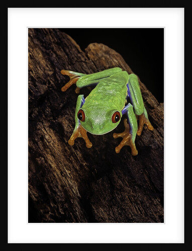 Agalychnis callidryas (red-eyed treefrog) by Anonymous