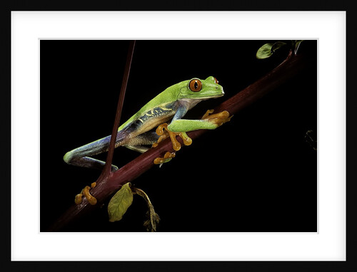 Agalychnis callidryas (red-eyed treefrog) by Anonymous
