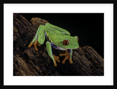 Agalychnis callidryas (red-eyed treefrog) by Anonymous