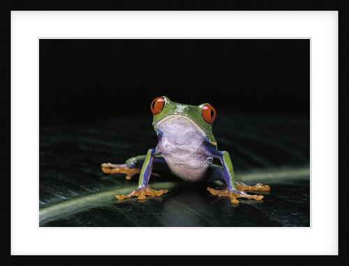 Agalychnis callidryas (red-eyed treefrog) by Anonymous