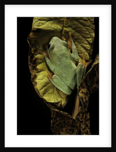 Agalychnis moreletii (black-eyed tree frog) by Anonymous