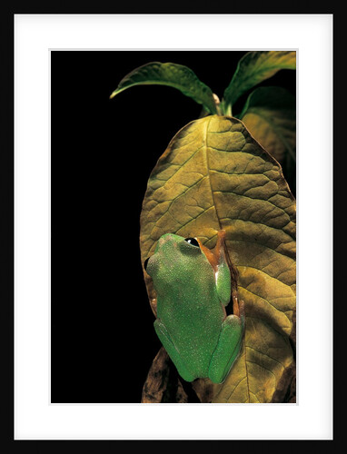 Agalychnis moreletii (black-eyed tree frog) by Anonymous