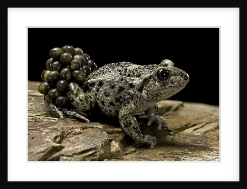 Alytes obstetricans (common midwife toad) - male with eggs by Anonymous