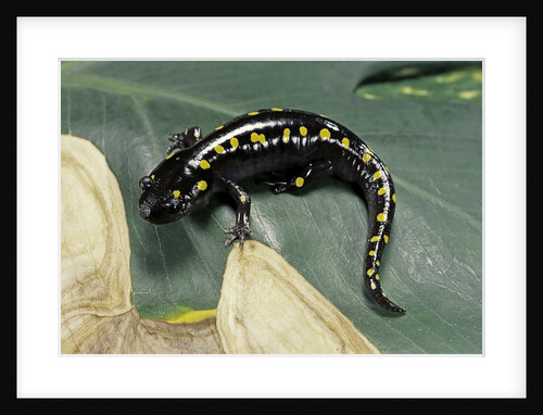 Ambystoma maculatum (spotted salamander) by Anonymous