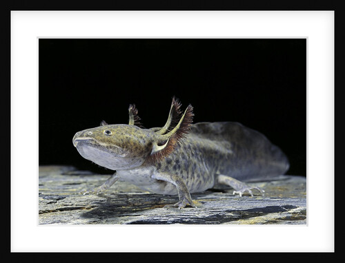 Ambystoma mexicanum (axolotl) by Anonymous