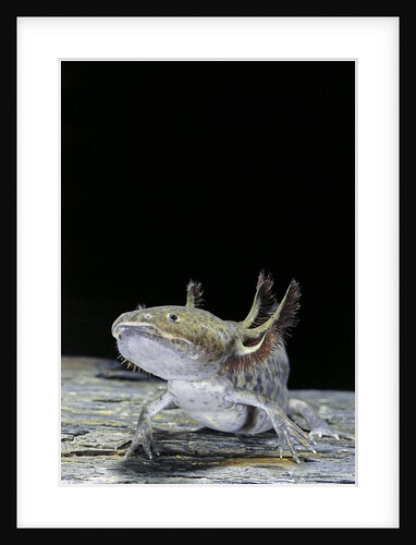 Ambystoma mexicanum (axolotl) by Anonymous
